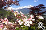 Frühlingsblüte im Garten von Appartements Elke